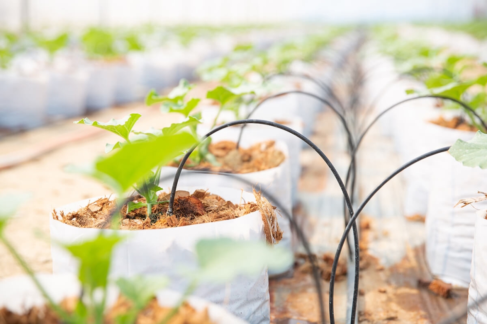 Agricultural products