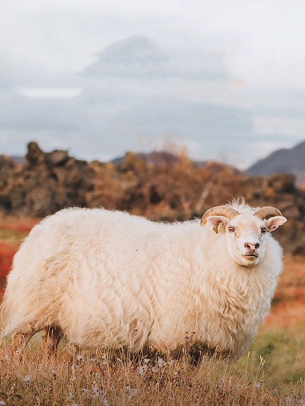 wool-producing-sheep